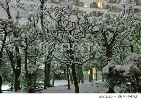 団地植栽と降雪風景 団地植栽と降雪風景 86474442