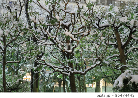 団地植栽と降雪風景 86474445