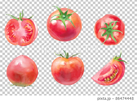 新鮮西紅柿的水彩插圖。一組從不同角度看到的西紅柿。 86474448