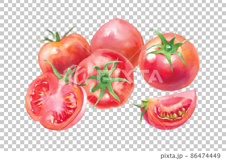 収穫した新鮮なトマトの水彩イラスト。 86474449