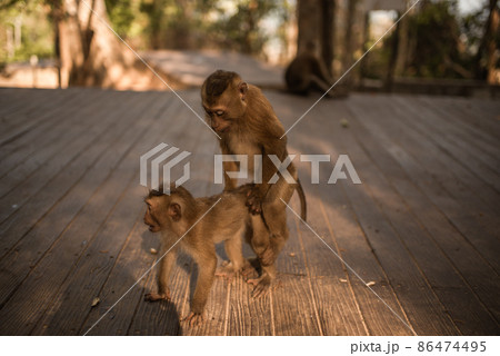 Family life and behavior of monkeys in the wild 86474495