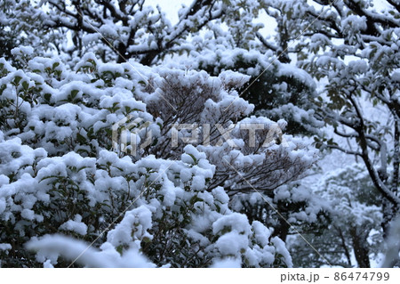 団地植栽と降雪風景 団地植栽と降雪風景 86474799