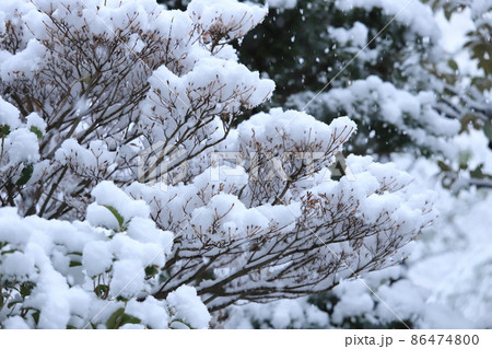 団地植栽と降雪風景 86474800