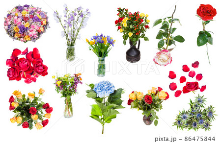 set of flowers in vases and singles isolated set of flowers in vases and singles isolated 86475844