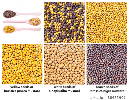 various mustard seeds with names close up 86475901