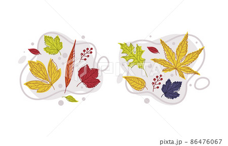 Autumn Bright Foliage with Different Leaf Color Vector Composition Set 86476067