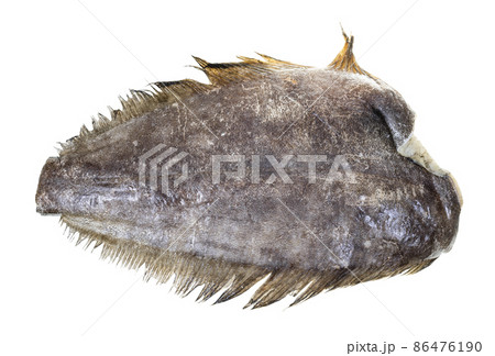 raw frozen headless halibut isolated on white raw frozen headless halibut isolated on white 86476190