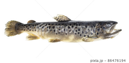 frozen whole lake trout isolated on white 86476194