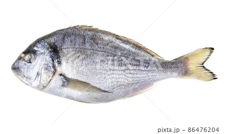 frozen whole orata fish isolated on white frozen whole orata fish isolated on white 86476204