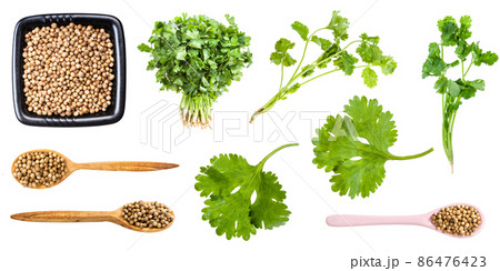 set of various coriander herbs and seeds isolated 86476423