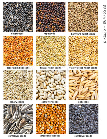 various bird's seeds with names close up 86476583
