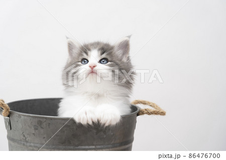 鉢カバーに入って上を見る仔猫 86476700
