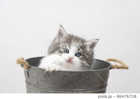 鉢カバーから顔を出す仔猫 86476738