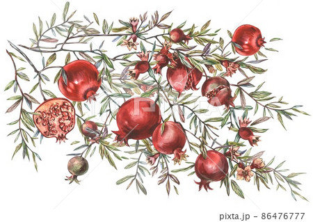 Pomegranate fruits and seeds on white background. Design for cosmetics, spa, pomegranate juice, health care products, perfume. Best for textile or wrapping paper. 86476777