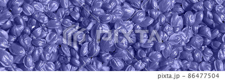growingGrowing basil toned trendy color of the year 2022 very peri texture. growingGrowing basil toned trendy color of the year 2022 very peri texture. 86477504