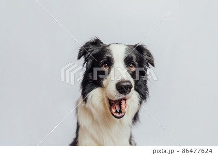 Puppy dog border collie with funny face surprising with open mouth and big eyes isolated on white background. Wow effect surprised expression. Cute pet dog barking Puppy dog border collie with funny face surprising with open mouth and big eyes isolated on white background. Wow effect surprised expression. Cute pet dog barking 86477624