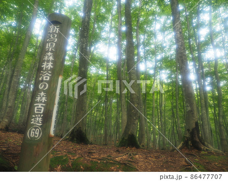 新潟 美人林 新潟 美人林 86477707