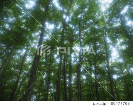 新潟 美人林 新潟 美人林 86477708