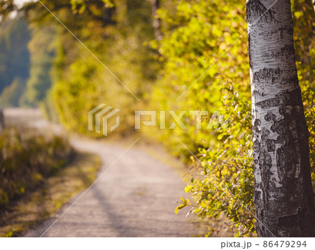 traditional forest of central Russia, summer sunset 86479294