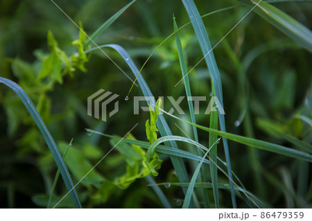 green grass close-up early in the morning with drops of dew 86479359
