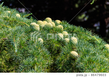Young cones growing on a branch of a Cedar Tree (Cedrus libani) Cedar of Lebanon or Lebanon Cedar Young cones growing on a branch of a Cedar Tree (Cedrus libani) Cedar of Lebanon or Lebanon Cedar 86479603
