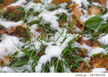 Melting snow on grass 86480490