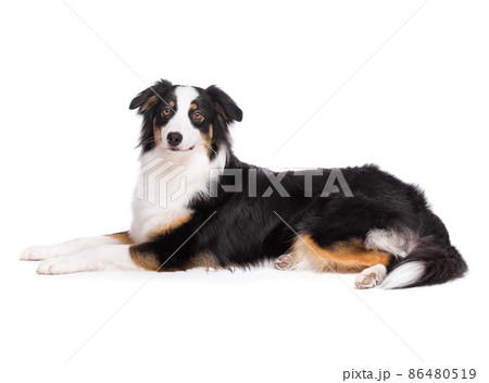 Australian Shepherd dog on white Australian Shepherd dog on white 86480519