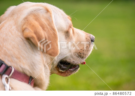 Dog Labrador Retriever at park Dog Labrador Retriever at park 86480572