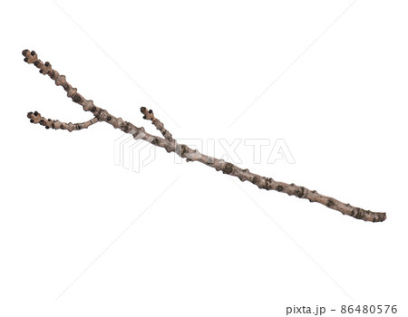 Dry tree branch on white 86480576