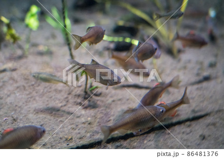 アクアマリンいなわしろカワセミ水族館 86481376