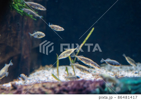アクアマリンいなわしろカワセミ水族館 86481417