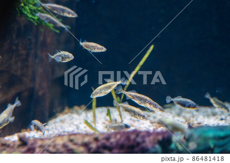 アクアマリンいなわしろカワセミ水族館 アクアマリンいなわしろカワセミ水族館 86481418