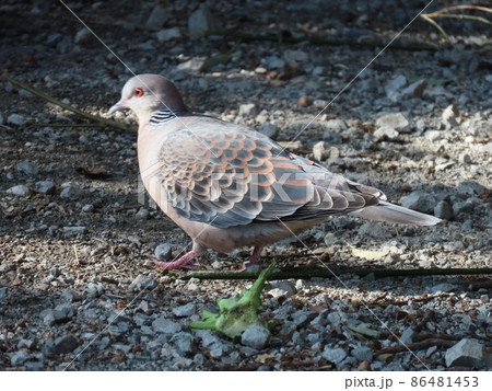 神社の参道で木漏れ陽を浴びる野鳥のキジバト 86481453