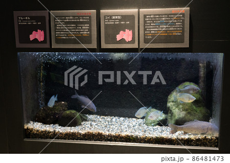 アクアマリンいなわしろカワセミ水族館のブルーギル アクアマリンいなわしろカワセミ水族館のブルーギル 86481473