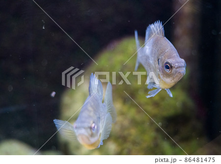 アクアマリンいなわしろカワセミ水族館のブルーギル アクアマリンいなわしろカワセミ水族館のブルーギル 86481475
