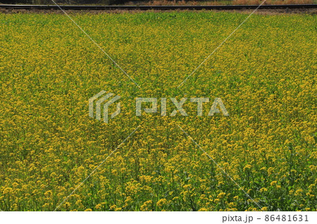 房総半島のローカル線小湊鉄道と菜の花 房総半島のローカル線小湊鉄道と菜の花 86481631