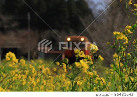 房総半島のローカル線小湊鉄道と菜の花 房総半島のローカル線小湊鉄道と菜の花 86481642