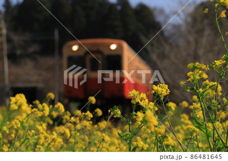 房総半島のローカル線小湊鉄道と菜の花 房総半島のローカル線小湊鉄道と菜の花 86481645