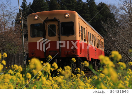 房総半島のローカル線小湊鉄道と菜の花 房総半島のローカル線小湊鉄道と菜の花 86481646