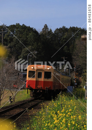 房総半島のローカル線小湊鉄道と菜の花 房総半島のローカル線小湊鉄道と菜の花 86481658