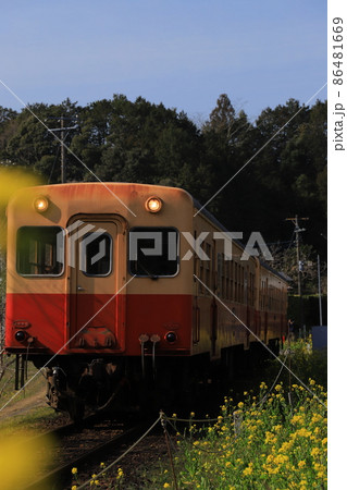 房総半島のローカル線小湊鉄道と菜の花 房総半島のローカル線小湊鉄道と菜の花 86481669