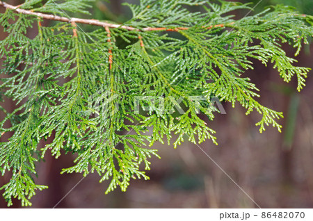 森の檜 檜の森 檜の葉っぱ 森の檜 檜の森 檜の葉っぱ 86482070