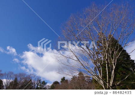 【冬の素材・冬イメージ】枯木と冬空 86482435