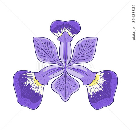 上から見たアヤメの花 86483384
