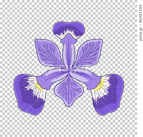 上から見たアヤメの花 86483384