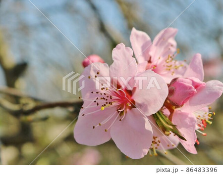 春の訪れ　きれいに咲く桜の花　風景 86483396