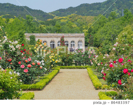 河津バガテル公園のバラ 河津バガテル公園のバラ 86483397