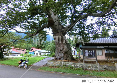南会津 樹齢1000年の八幡の大ケヤキ 86483562