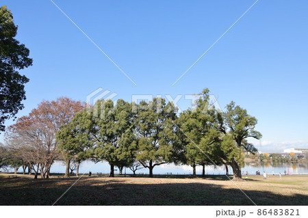埼玉県久喜市久喜菖蒲公園の風景 86483821