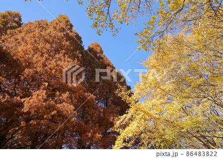紅葉したメタセコイアの大木とイチョウの黄葉の風景 86483822